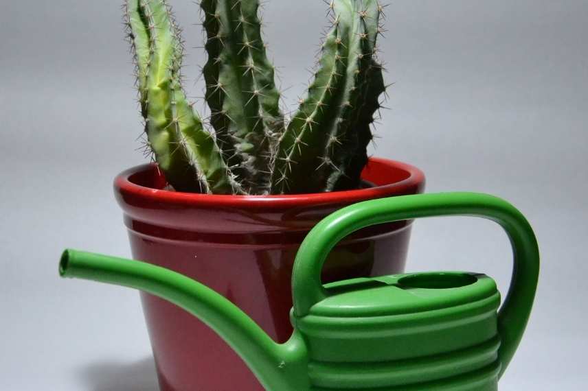 arrosage des cactus : les erreurs les plus fréquentes