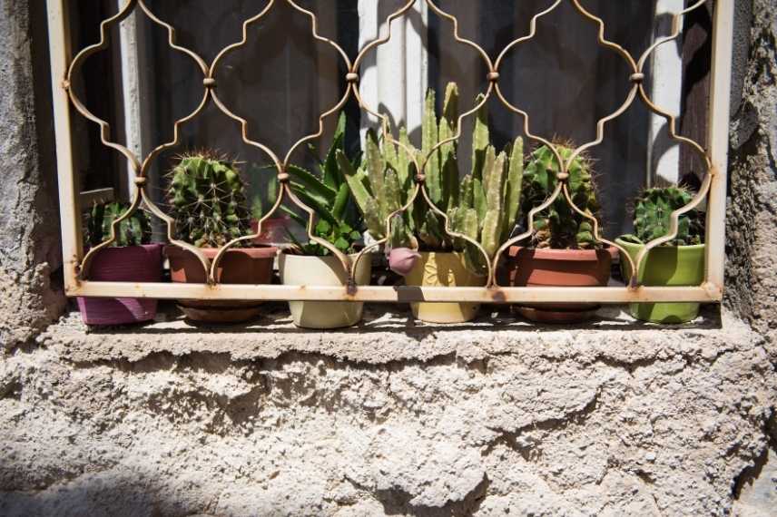 cactus qui jaunit : problème de lumonosité