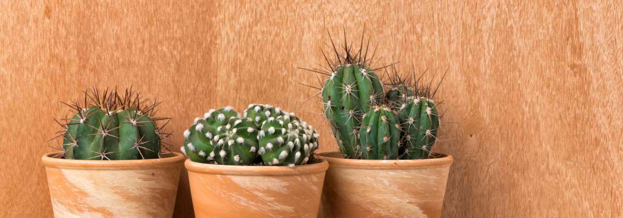 Cactus d'intérieur : les espèces les plus faciles à cultiver