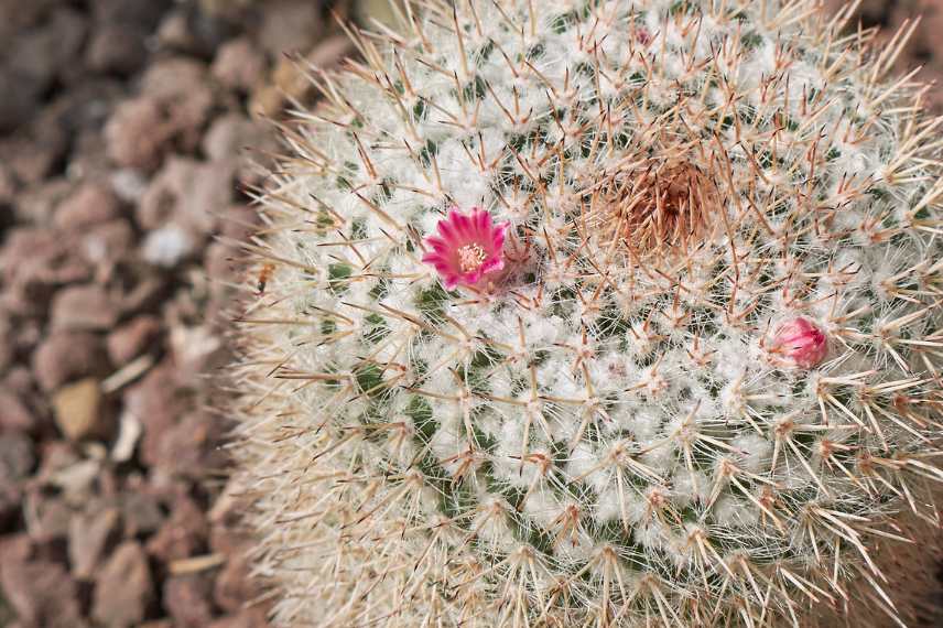 cactus faciles d'entretien