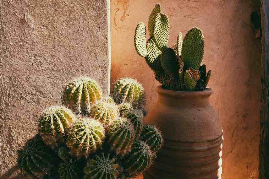 arrosage des cactus : les erreurs à ne pas faire