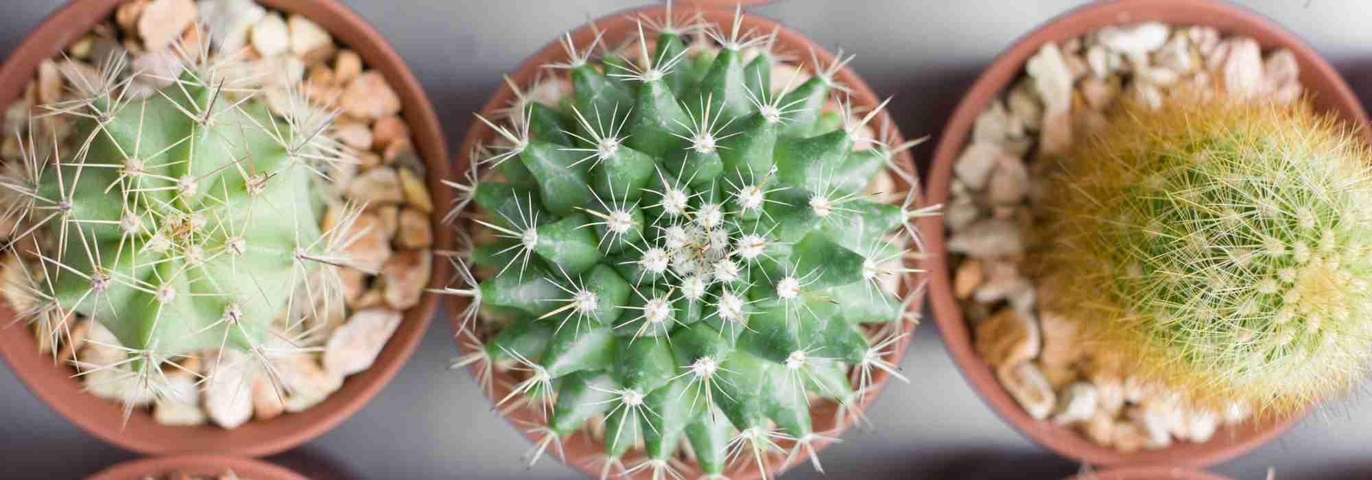 Votre cactus jaunit ? Découvrez les causes et les solutions