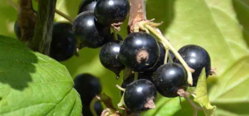 cassis pour balcon pot