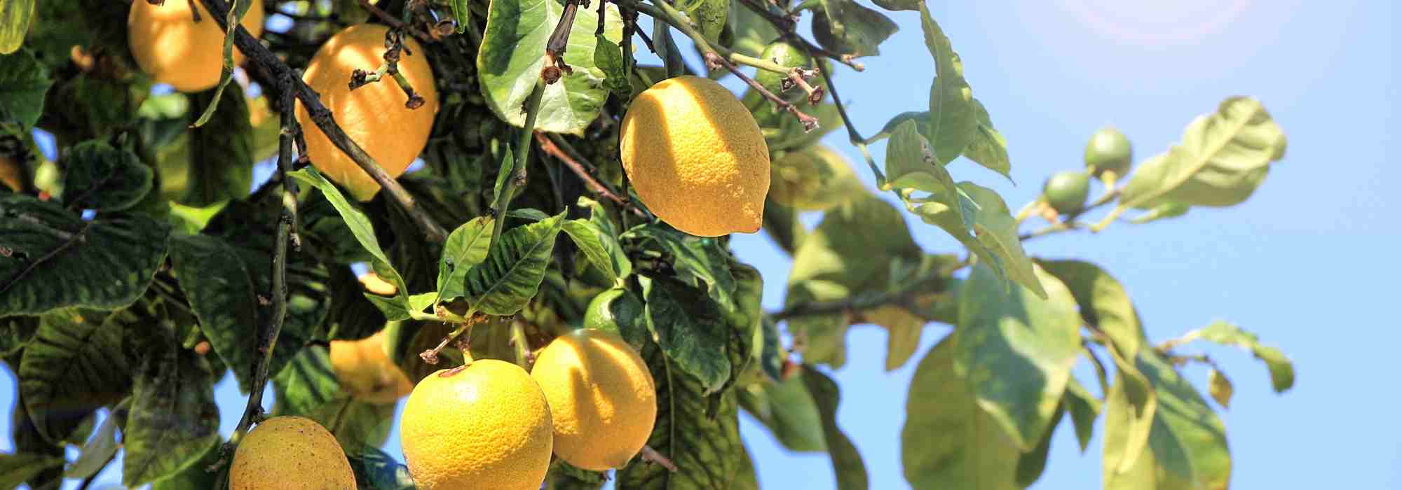 Comment cultiver le citronnier ?