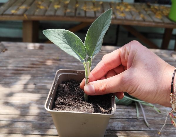 Comment réussir les boutures herbacées ?