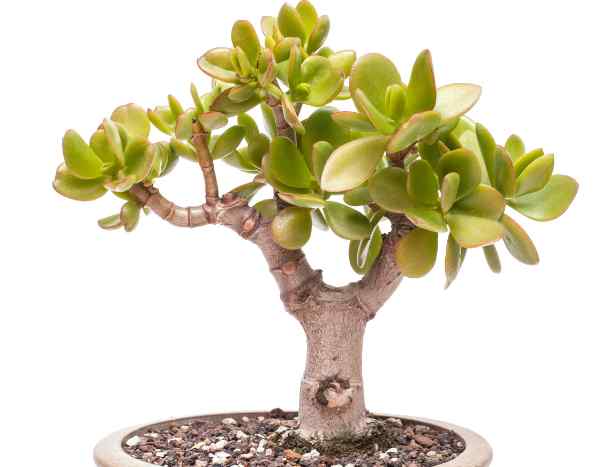 Comment tailler l’Arbre de Jade ?