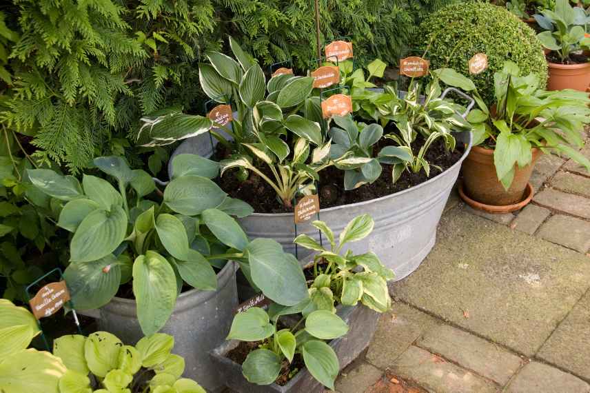 cultiver hosta en pot