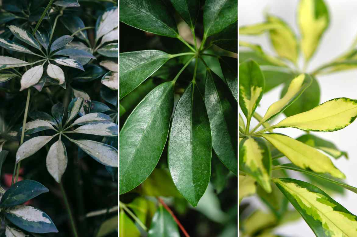 schefflera feuillage coloris