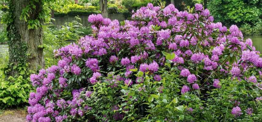 rhododendron sans fleurs raisons