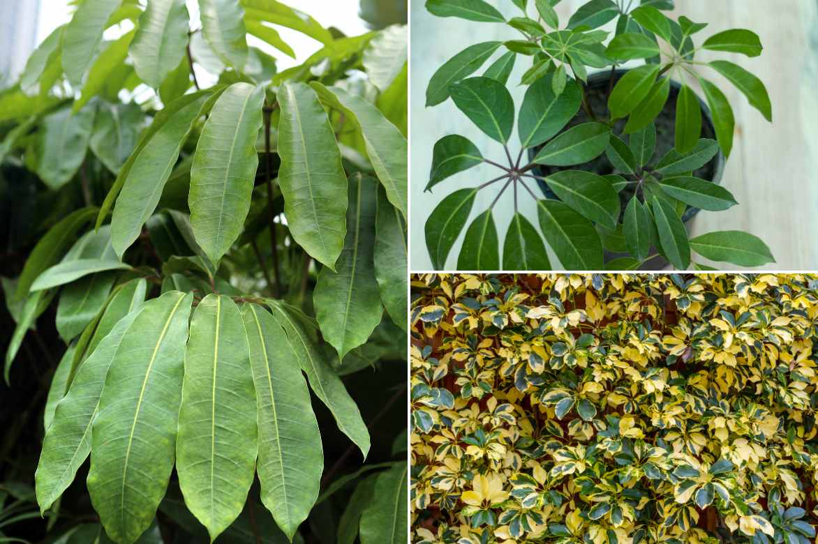 varietes Schefflera
