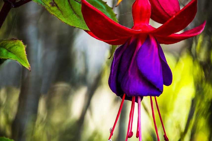 fuchsia grimpant en pleine terre