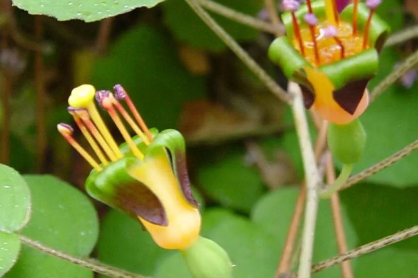 fuchsia procumbens au port étalé pour pleine terre