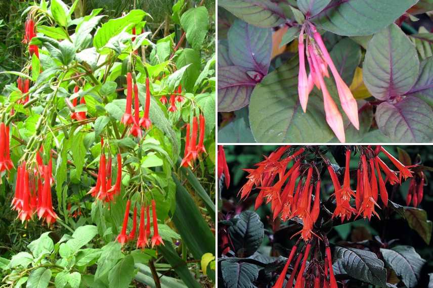 fuchsia triphylla pour culture en pleine terre