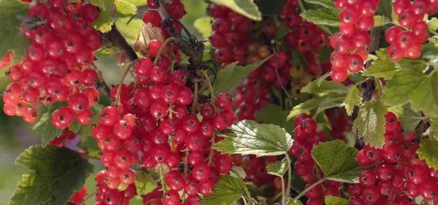 quel groseillier pour pot balcon