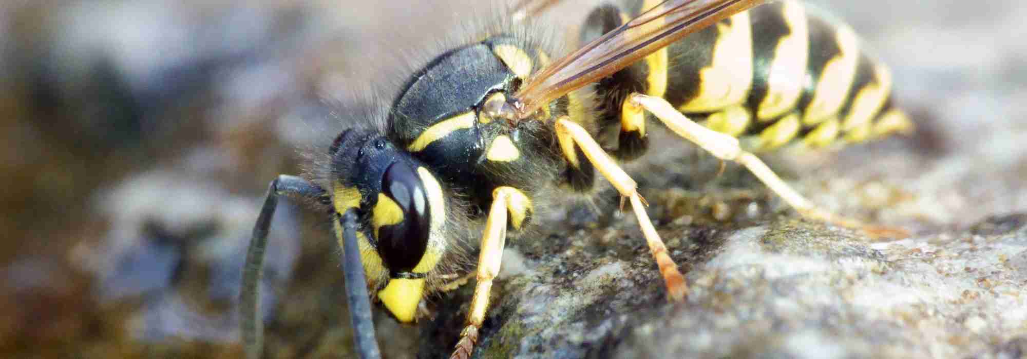 Des guêpes dans le compost : pourquoi ? Comment les éloigner ?