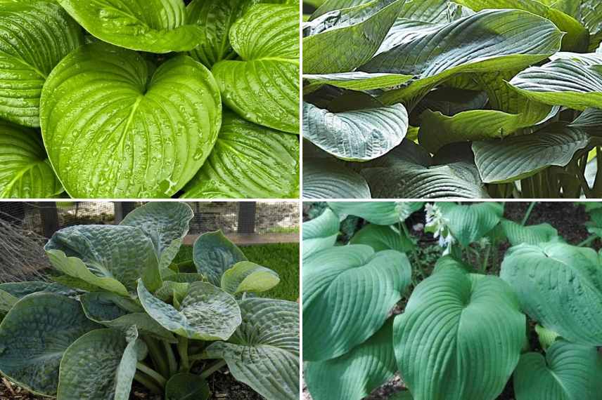 grands hostas couleur verte