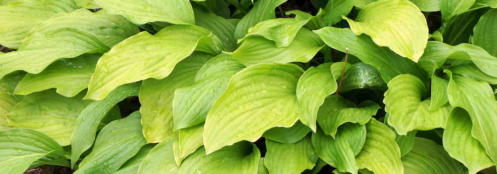 Les meilleurs Hostas à feuillage jaune ou doré pour illuminer le jardin