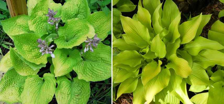 hostas varietes jaunes et dorees