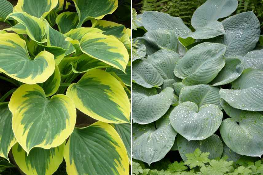 quel hosta choisir pour un pot