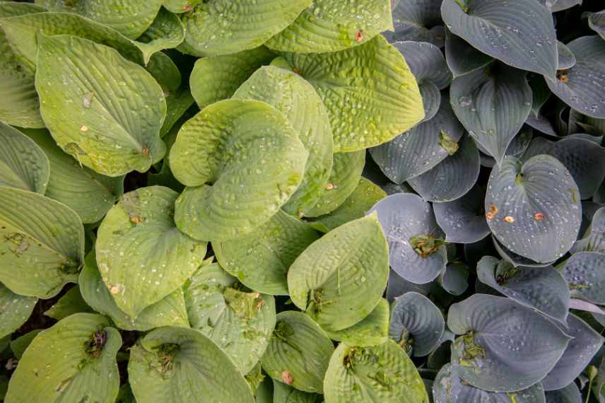hostas coloris feuilles