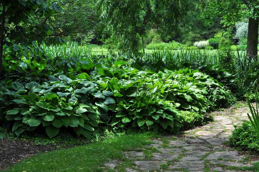 hostas verts pour le jardin