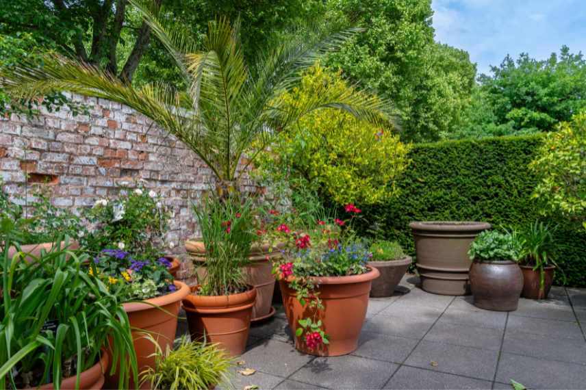 plantes adaptables ombre et soleil