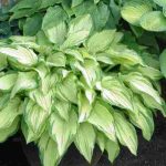 Les meilleures variétés d’Hostas à cultiver en pot