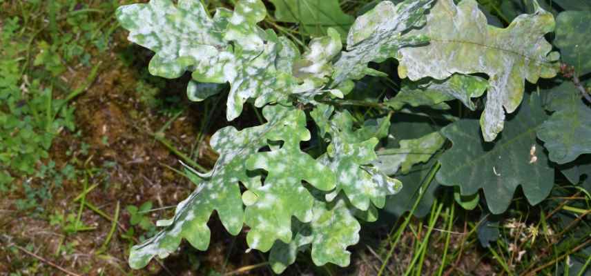 identifier le mildiou