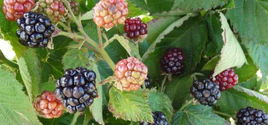 mure pour pot balcon