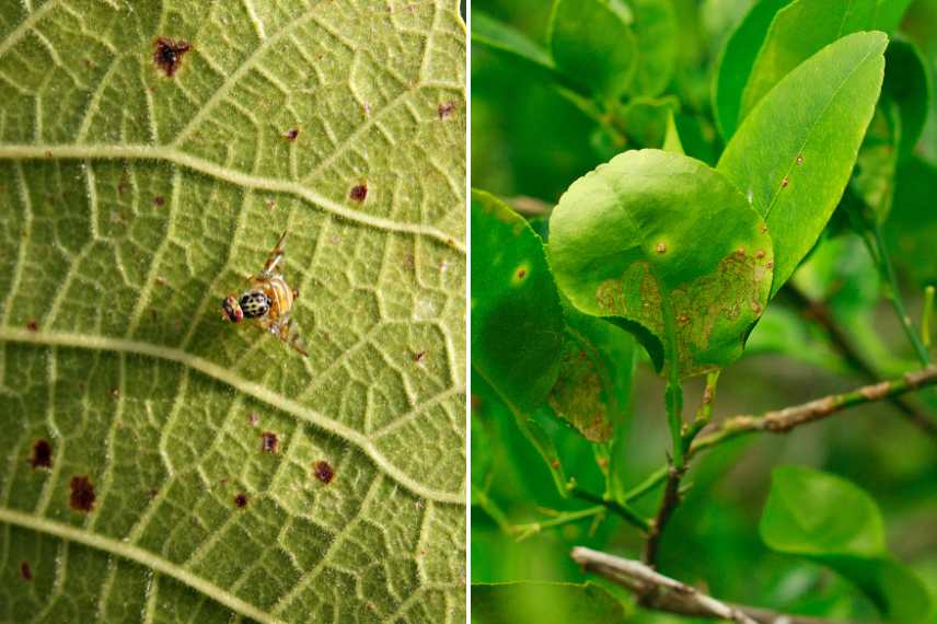 pamplemoussier ravageurs
