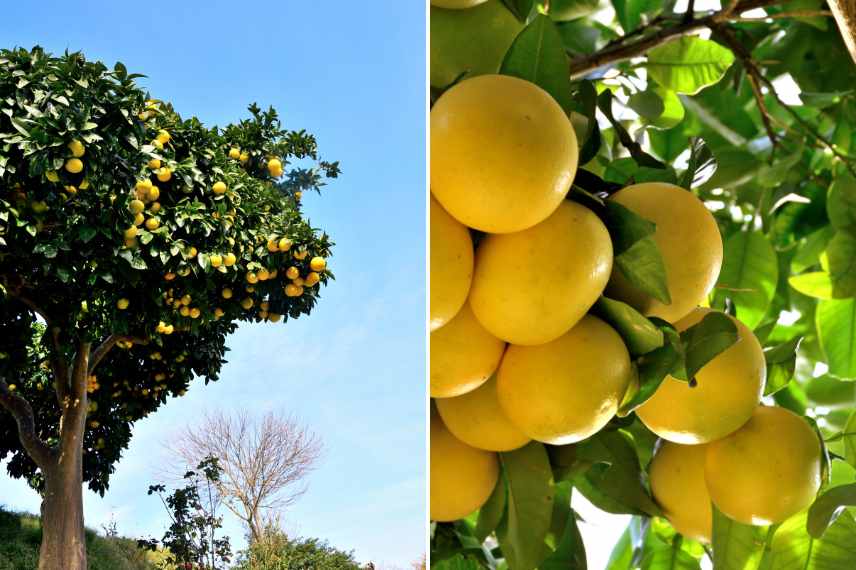 pamplemoussier pomelo plantation en pleine terre