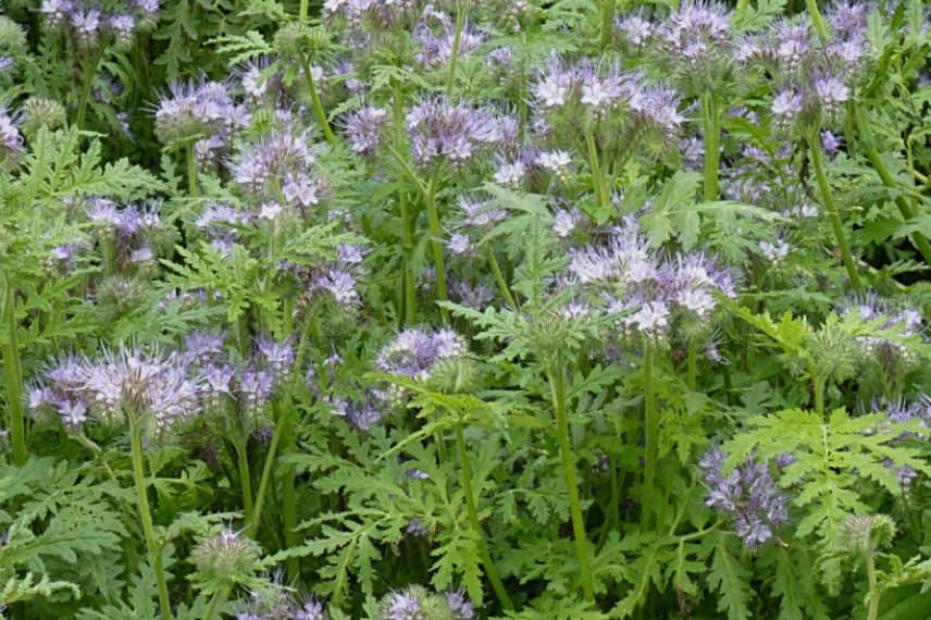 phacélie comme engrais vert