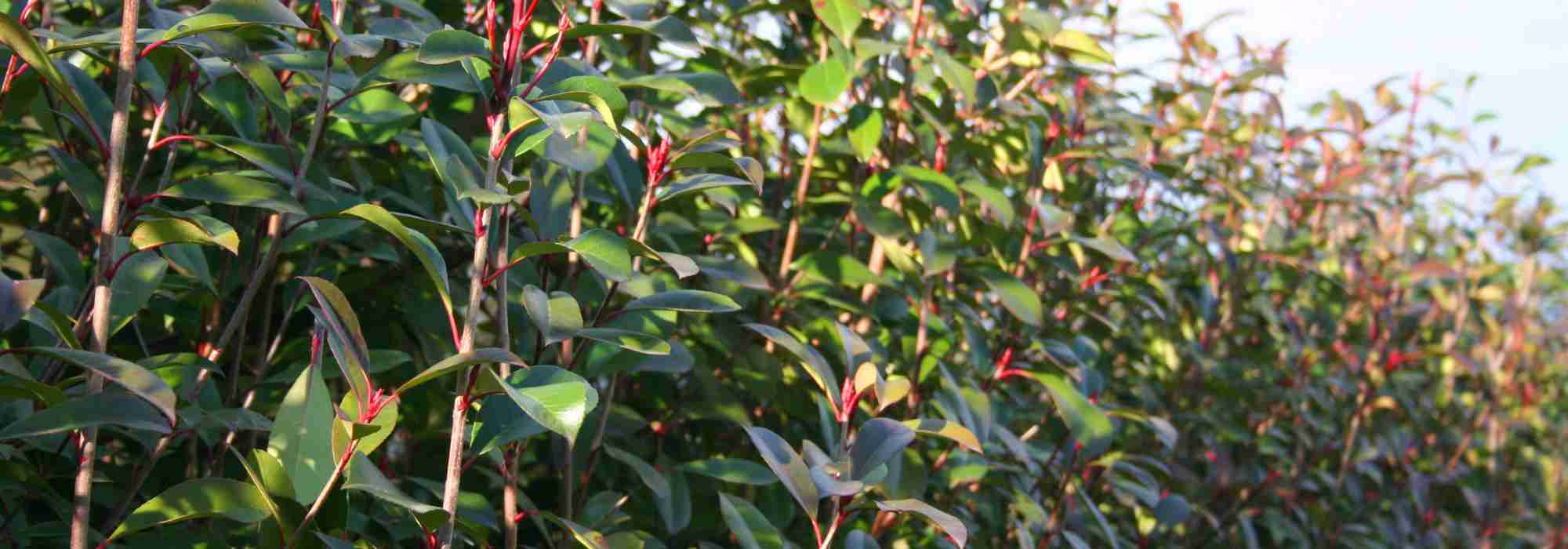 Photinia et sécheresse : quelle résistance et comment l’aider en été ?