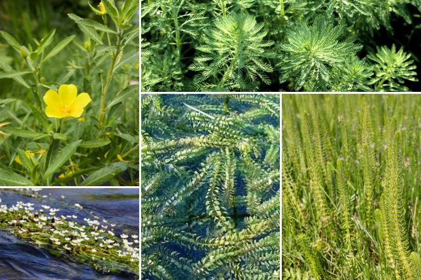 plantes aquatiques envahissantes liste