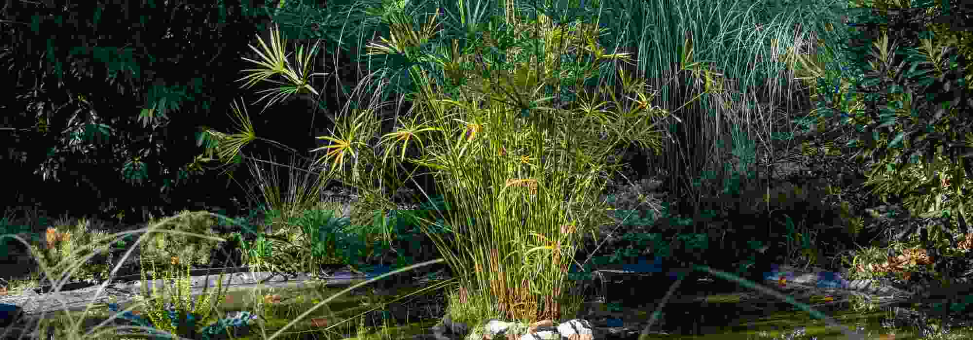 Bassin en climat méditerranéen : quelles plantes aquatiques choisir ?
