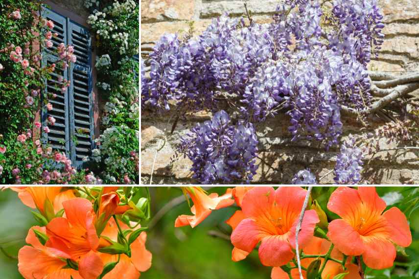 quelles plantes ne pas planter contre une façade