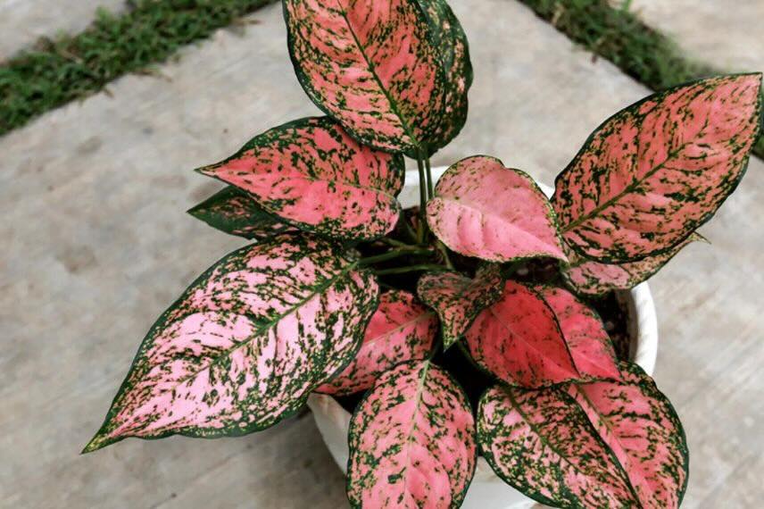 Aglaonema dans un pot blanc
