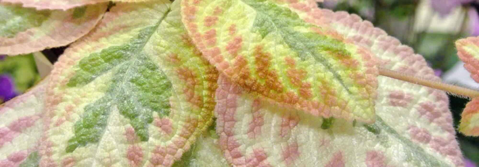 Plantes d’intérieur à feuillage coloré : réveillez votre décoration !