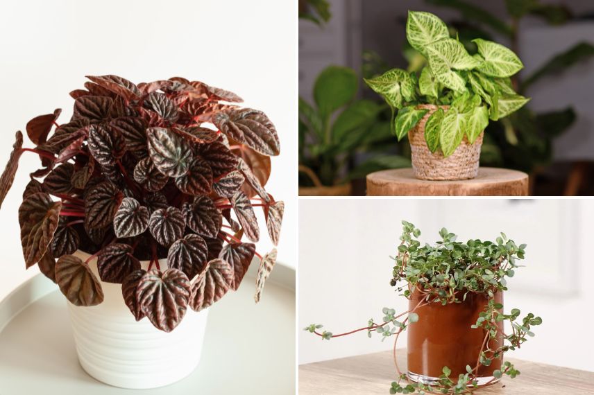 plantes d'intérieur compactes pour petits espaces