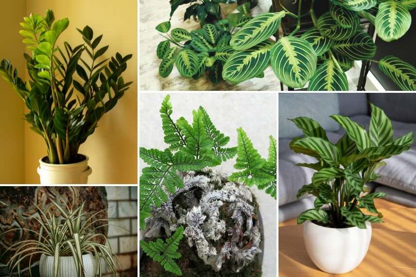 plusieurs plantes d'intérieur pour cuisine sombre
