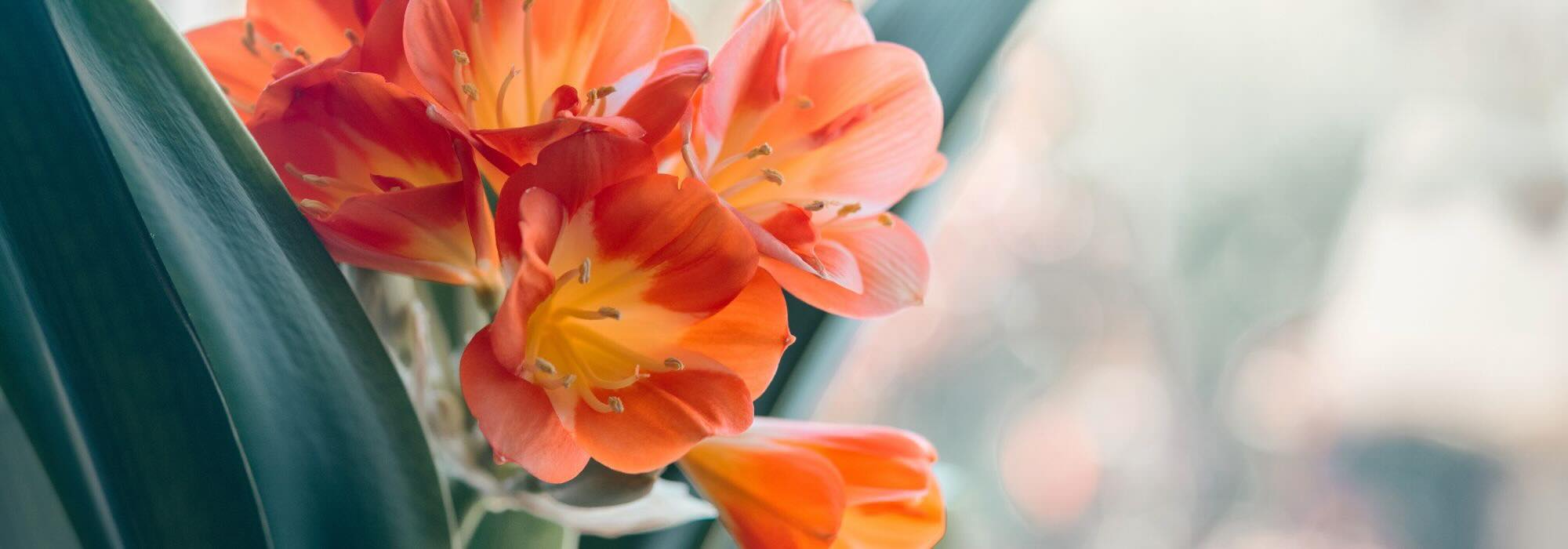 Plantes d’intérieur à fleurs : illuminez votre espace avec de la couleur