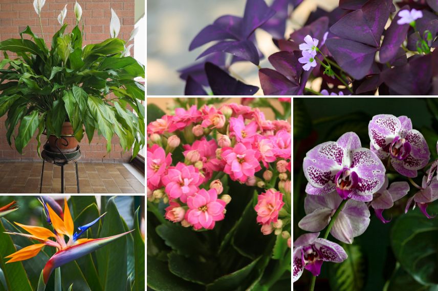 plantes d'intérieur fleuries