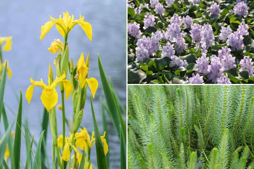 Iris des marais, jacinthe d'eau et pesse d'eau (Hippuris vulgaris)
