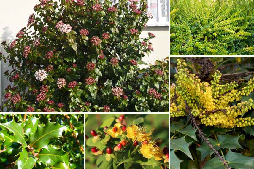 arbustes supportant soleil et ombre