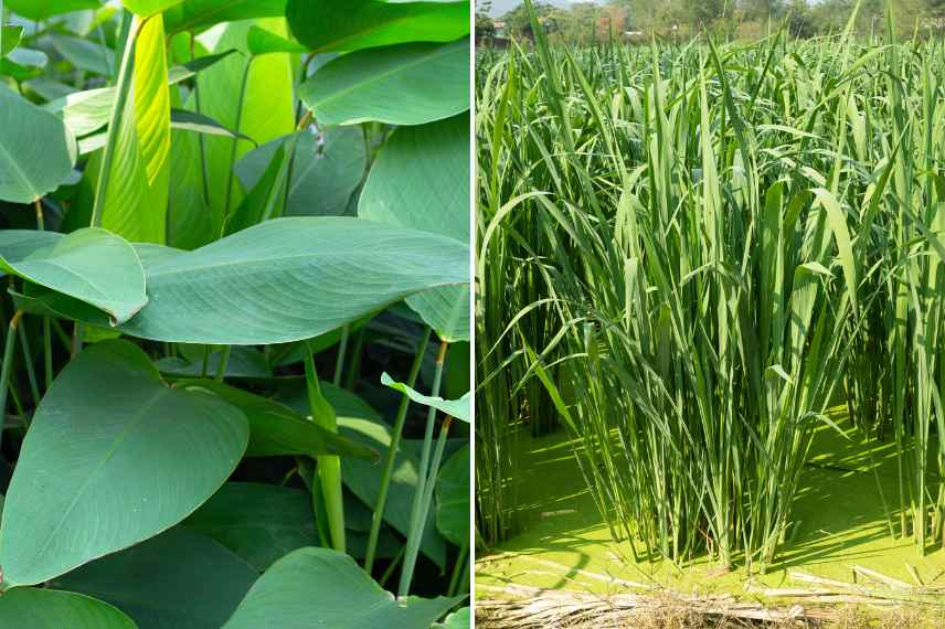 plantes pour bassin zone climat chaud