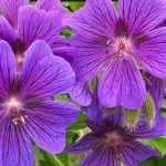 Les plantes qui supportent aussi bien l'ombre que le plein soleil