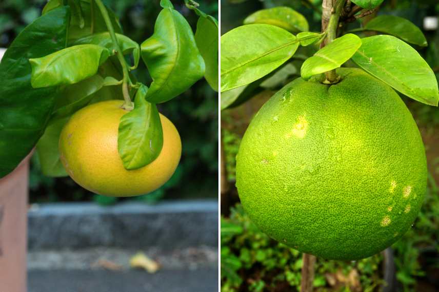pomelo et pamplemousse : différences