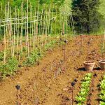 Cultiver un potager près d’un champ agricole : quels impacts ? Quelles solutions ?