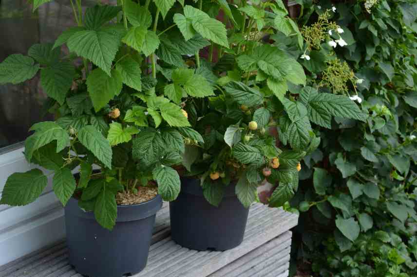 fruits rouges pour pot