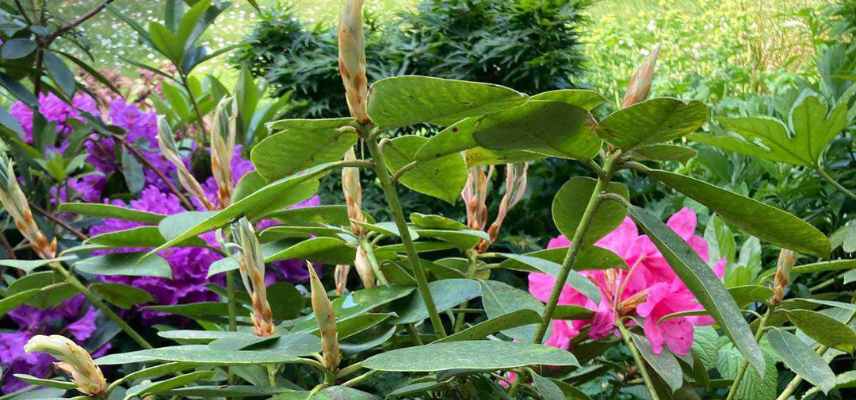 rhododendron bourgeons deviennent des feuilles